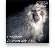 Prisoners of the zoo - Animals with Soul