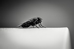 Makrofotografie Insekten