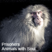 Prisoners of the zoo - Animals with Soul